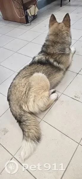 Найден собака, Юношеская улица, Липецк - мальчик, похож на маламута и хаски - photo