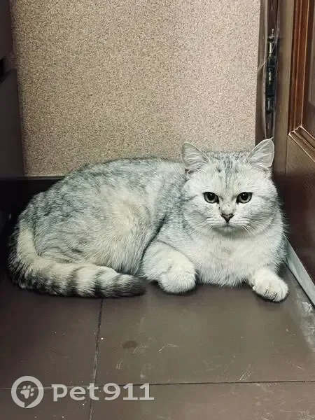 Найдена кошка, мужской, Парковая улица, Реутов - британская серебристая шиншилла - photo