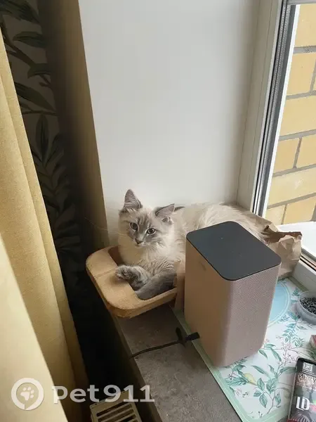 Пропал кот, 2-я Школьная улица, 41, Шуя - ушел вечером гулять и не вернулся - photo