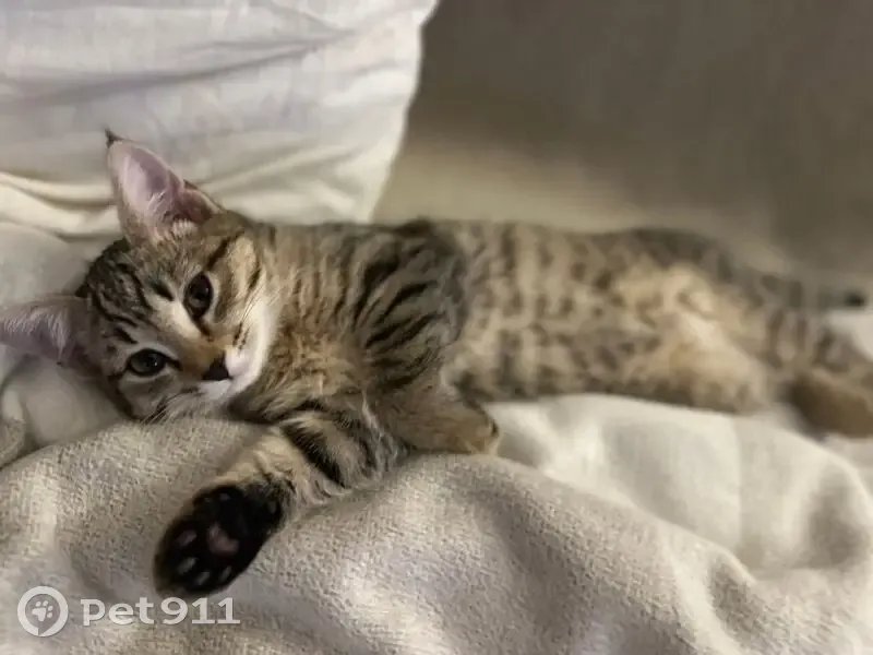 Пропала кошка, улица Карла Маркса, Томск - классический окрас, кисточки на ушах - photo