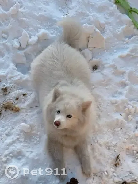 Пропала собака, Маркова, Иркутская область - белая, хромает на левую переднюю лапу - photo