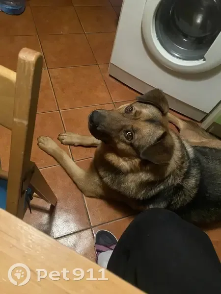 Пропал собака, мужской, Советская улица, 11Б, Пионерский - черно-рыжий, вислоухий, с ошейником - photo