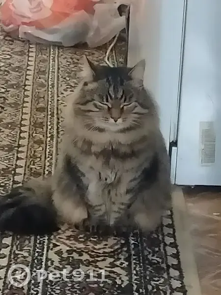 Пропал кот, улица Павлова, Челябинск - откликается на кличку Кекс - photo