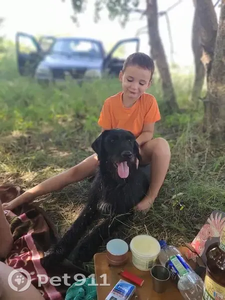 Пропала собака, женский пол, улица Толстого, 84/1, Ахтырский - порода дратхаар - photo