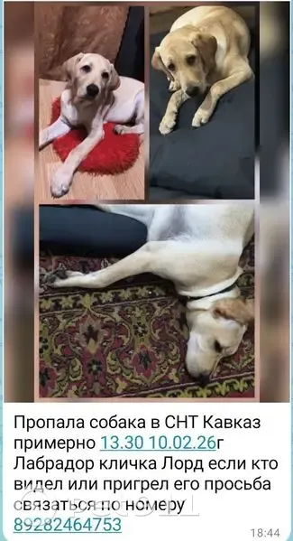 Пропал собака, «Дон», Пчегатлукайское сельское поселение - светло-бежевый окрас - photo