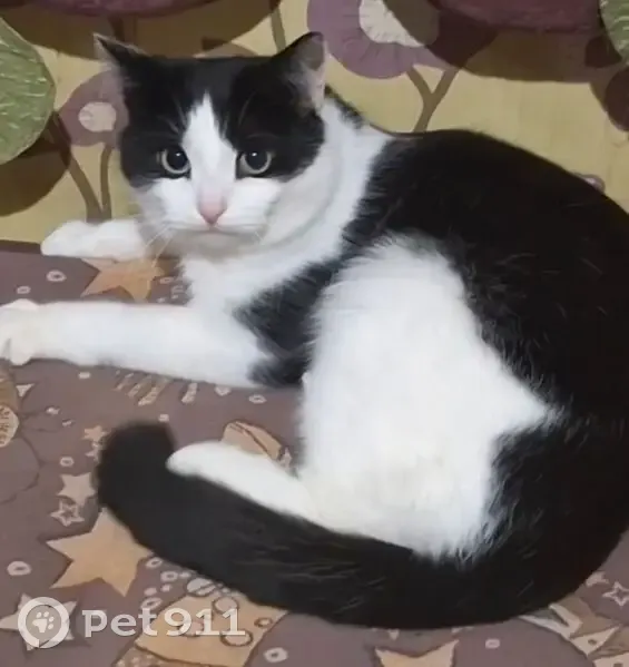 Пропал кот, Волгореченск, черно-белый окрас, белые уши - photo