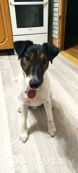 Пропал собака, Мегион, белый с чёрной головой и татуировкой - photo