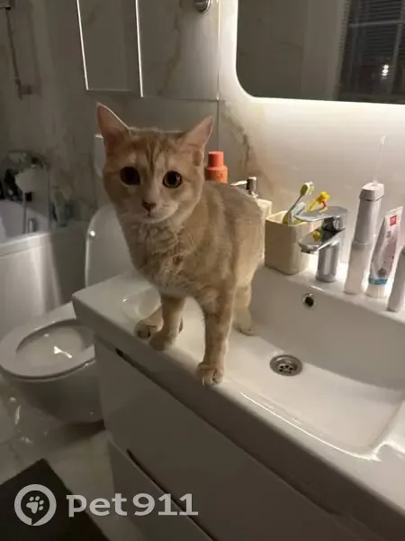 Пропала кошка, 2-й Зимёнковский переулок, район Коммунарка - рыжая, пугливая девочка - photo