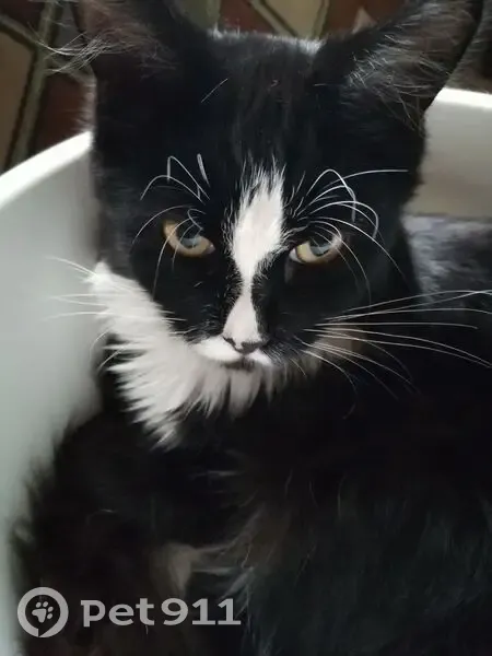 Пропал кот, улица Энтузиастов, 25А, городской округ Липецк - майкун тёмный с белыми лапками - photo