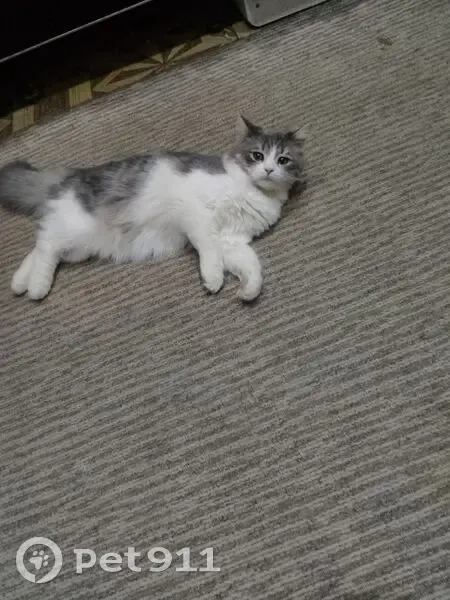 Пропал кот, улица Ломоносова, 57, Йошкар-Ола - ласковый и игривый - photo