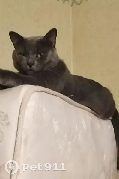 Пропал кот, улица Дружбы, 3А, городской округ Курск - серо-голубой, глаза желто-зеленые - photo