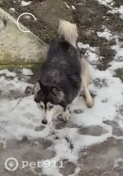 Пропала собака, улица Максима Загорулько, Волгоград - хаски с жёлтой биркой - photo