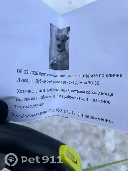 Пропала собака, Дубнинская улица, Москва - белая кудрявая порода Жорж-Безе - photo