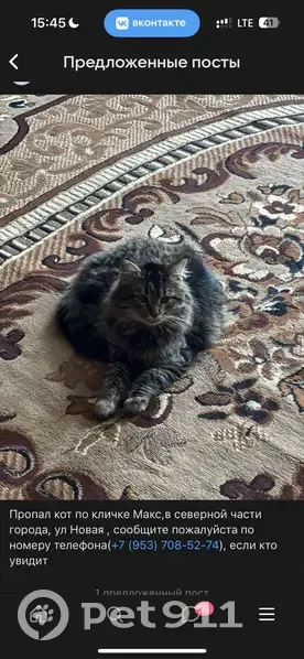 Пропал кот, Новая улица, 5, Котовск - photo