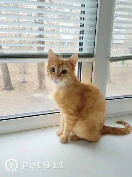 Пропал кот, проспект Ленина, 5А, Туймазы - чёрный ошейник - photo