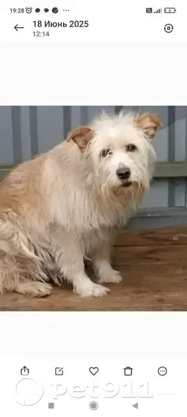 Пропал собака, Дачный проспект, Воронеж - белый лохматый пёс с биркой - photo