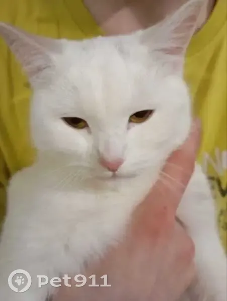 Пропала кошка, район Ленина, Ватутина, Первоуральск - белая в розовом ошейнике - photo