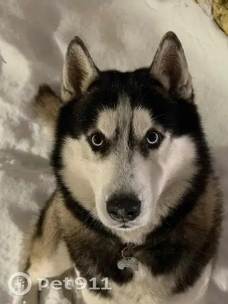 Пропал собака, Московская улица, Краснодар - откликается на Руди - photo