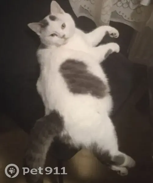 Пропал кот, улица Мира, 14, Родниковый - белый и пушистый - photo