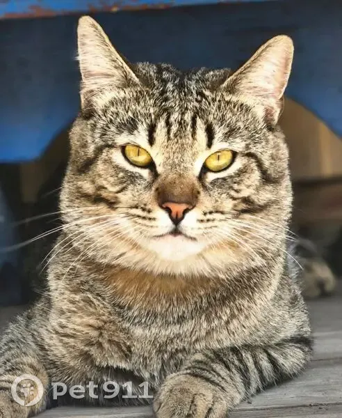 Пропала кошка, улица Тельмана, 135, Ростов-на-Дону - серо-беж полосатый - photo