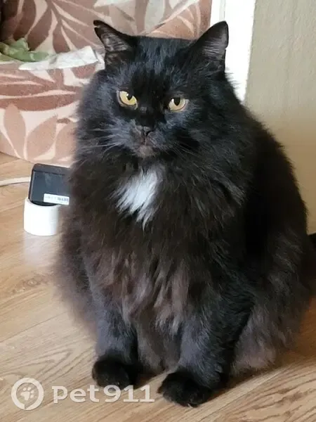 Пропал кот, улица Бондаренко, 9, Тула - чёрный с белым галстуком - photo