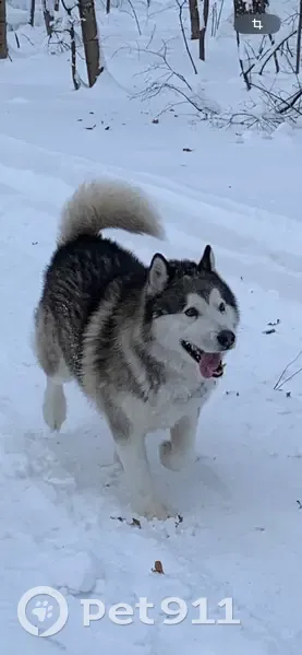 Пропала собака, 12-я линия, 1, Саратов - аласкинский маламут - photo