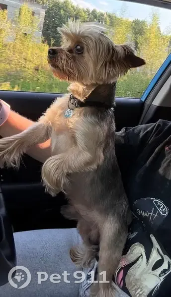 Пропал собака, Московский проспект, 257, Калининград - йоркширский терьер с синим медальоном - photo