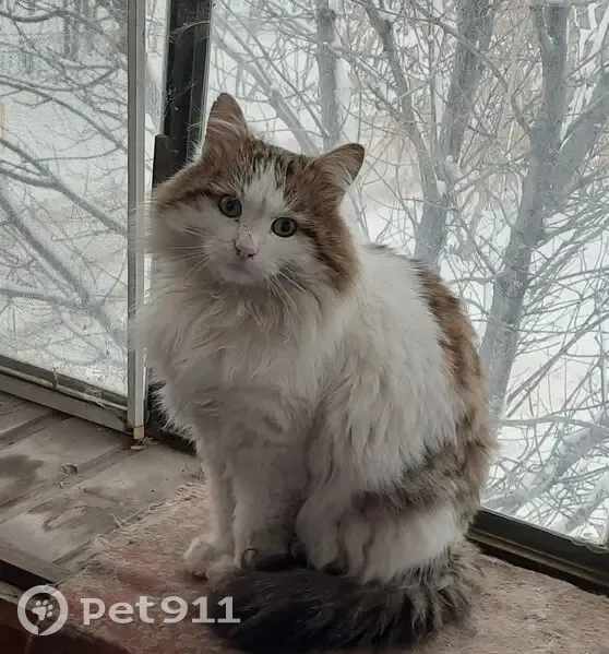 Пропал кот, улица Гагарина, Челябинск - бело-серый, лохматый - photo
