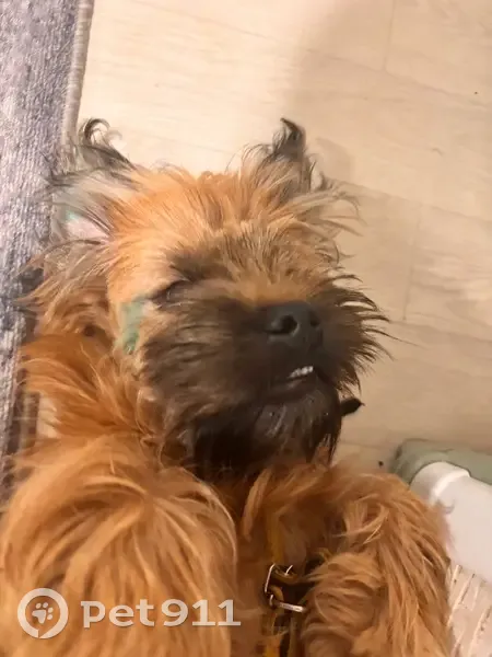 Пропал собака, Новоленинградская улица, городской округ Тамбов - рыжий черный - photo