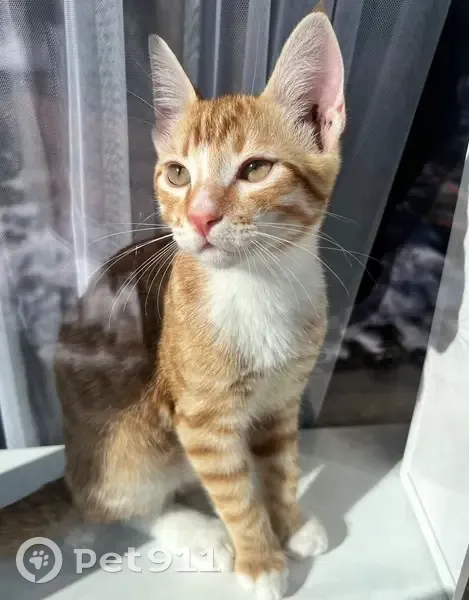 Пропал кот, Архангельская улица, 5, Ростов-на-Дону - рыжий с красным ошейником - photo