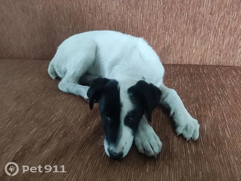 Пропала собака, Школьная улица, Новошилово, Береговое - девочка 3 месяца - photo