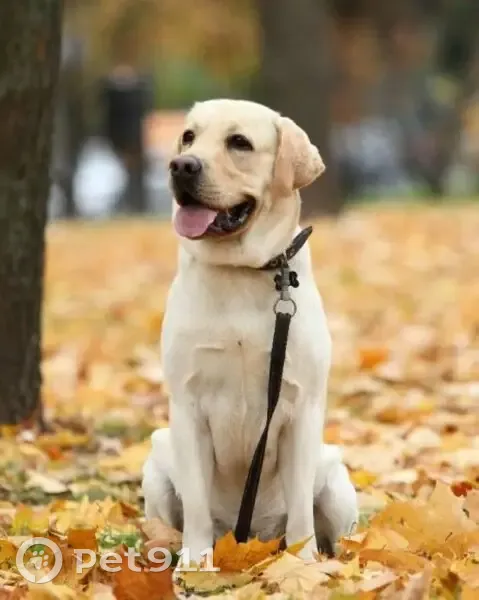 Пропал собака, улица Тельмана, 18, Тамбов - лабрадор палевого окраса - photo