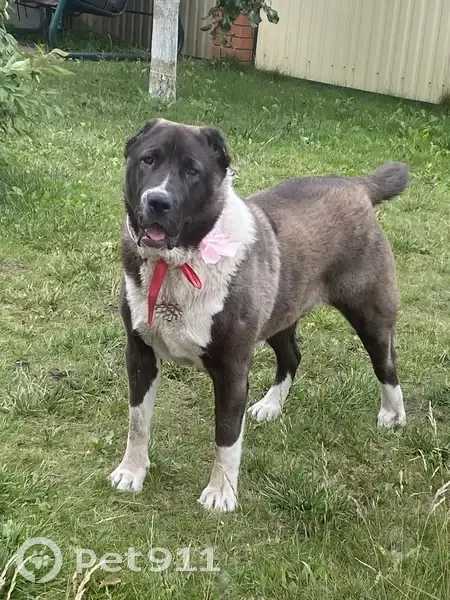 Пропала собака, улица Тельмана, 45, Саранск - алабай коричнево-белого окраса - photo