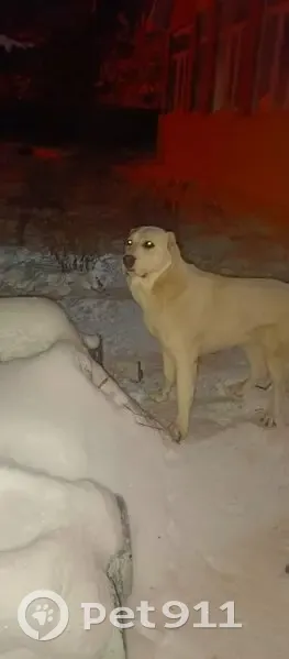 Пропала собака, Тобольск, Тюменская область - алабай, белая, похожа на медвежонка - photo