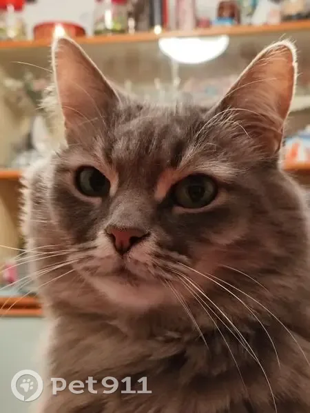 Пропала кошка, бульвар Яна Райниса, 14 к2, Москва - серая и пугливая - photo