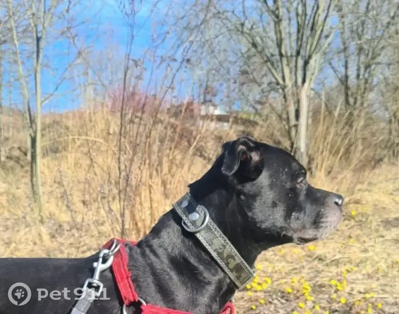 Пропал собака, улица Маршала Захарова, 56, Санкт-Петербург - чёрный окрас, свежий шрам - photo