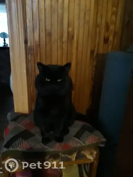 Пропал кот, улица Чапаева, городской округ Тамбов - чёрный упитанный - photo