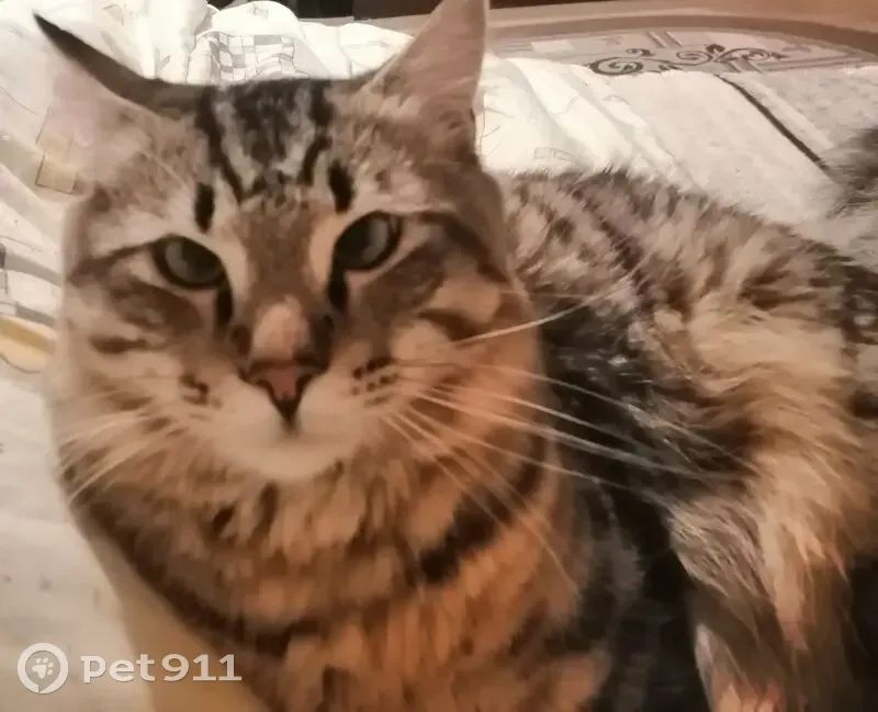 Пропал кот, улица Левитана, Новосибирск - серый, полосатый с пышным хвостом - photo