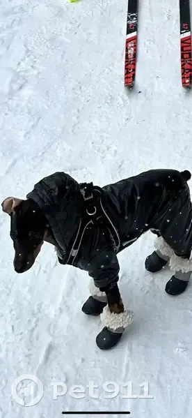 Пропал собака, Судостроительная улица, 45, Москва - убежал с поводком - photo