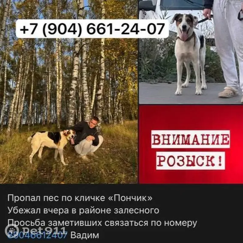 Пропал собака, проспект Заречье, Осиновское - белый в пятнистый окрас - photo