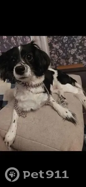 Пропала собака, Комсомольский проспект, 26А, Нефтекамск - черно-белый окрас, хвост длинный - photo