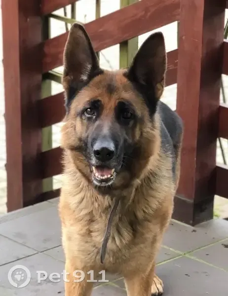 Пропала собака, женский пол, Балтийская улица, 16Б, Ижевское - photo