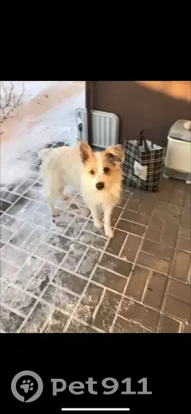 Пропала собака, Лиски, Воронежская область - ситуация срочная - photo