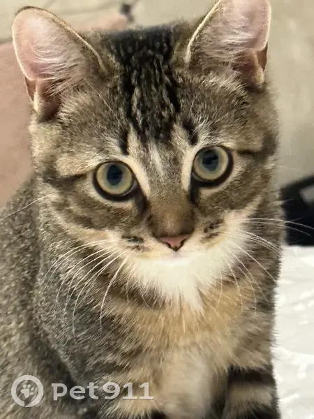 Пропал кот, Балашиха, Московская область - шотландской породы - photo