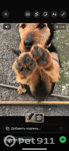 Пропал собака, Бакинская улица, 11Б, Сочи - ягдтерьер Тайсон с ошейником - photo