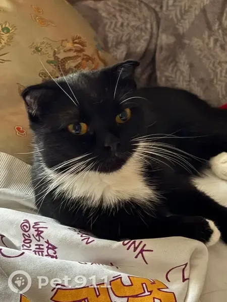 Пропала кошка женского пола, улица Маршала Тухачевского, 15, Москва - вислоухая, черно-белая - photo