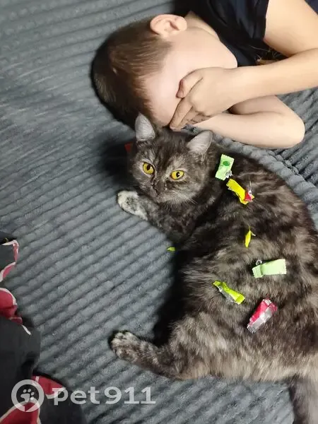 Пропала кошка, Красногвардейская улица, 29, Оренбург - photo