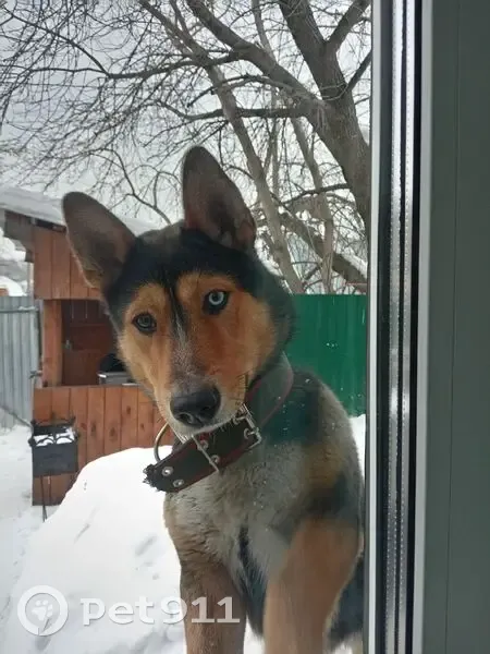 Пропал собака, мужской, Туркменский переулок, 1Д, Томск - черно-рыжий окрас, разноглазый - photo