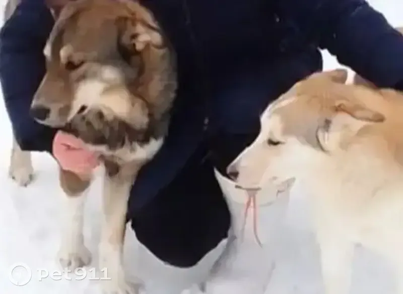 Пропала собака, Крутинка, Омская область - западно-сибирские лайки, окрас серый с белым и белый с рыжим - photo