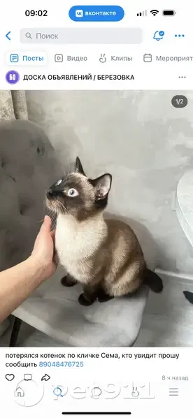 Пропал кот, Пролетарская улица, 30, Берёзовка - сиамский с обрубленным хвостом - photo